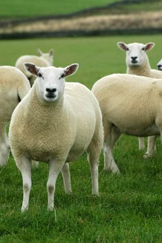 Farm Images